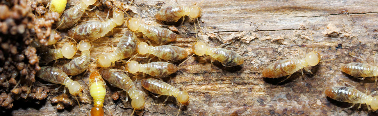 Traitement de charpente à Enghien-les-Bains (95880) dans le Val d'Oise 95