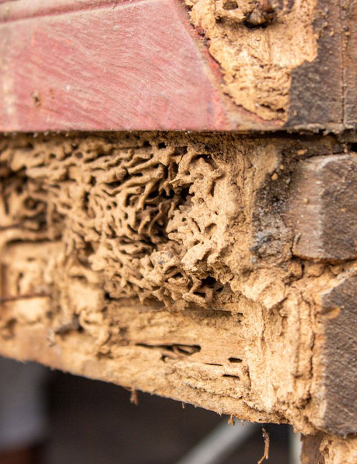 Lutte contre les nuisibles des bois de charpente à Enghien-les-Bains (95880) dans le Val d'Oise 95